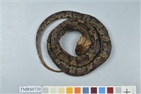 藏品(阿里山龜殼花)的圖片